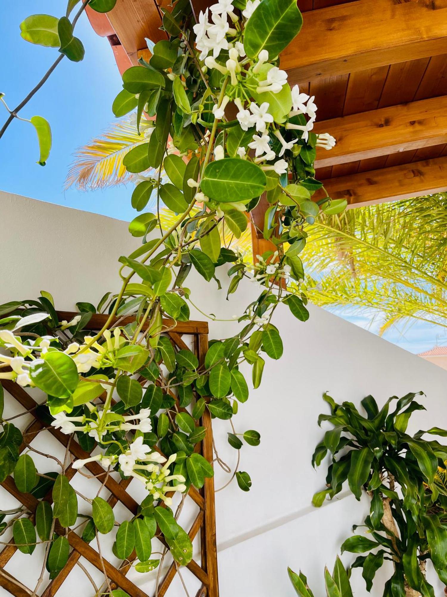 Villa Panoramic Del Atlantico アデヘ エクステリア 写真
